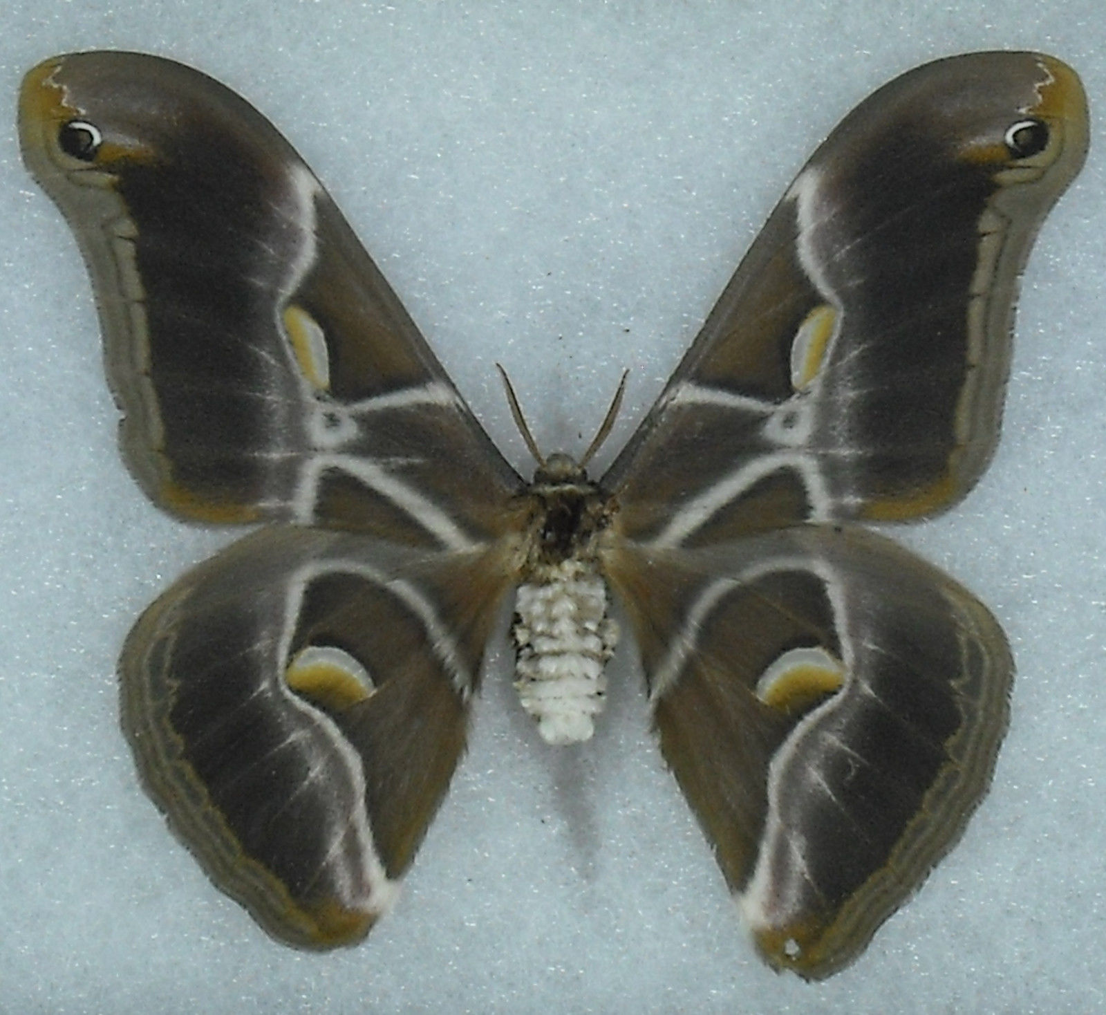 Philosamia cynthia richini male (aberration) (Internet Image property of respective owner, non-commercial use only)